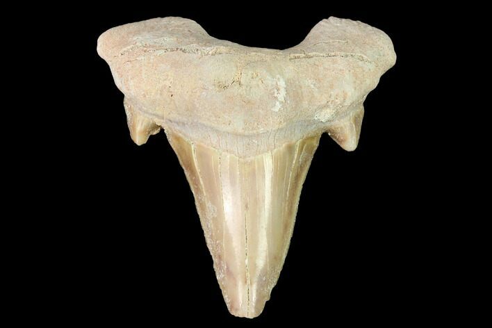 Fossil Shark Tooth (Otodus) - Morocco #143113